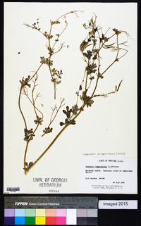 Capnoides sempervirens image