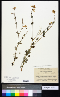 Capnoides sempervirens image