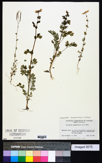 Capnoides sempervirens image