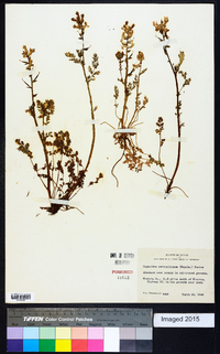 Capnoides curvisiliqua image
