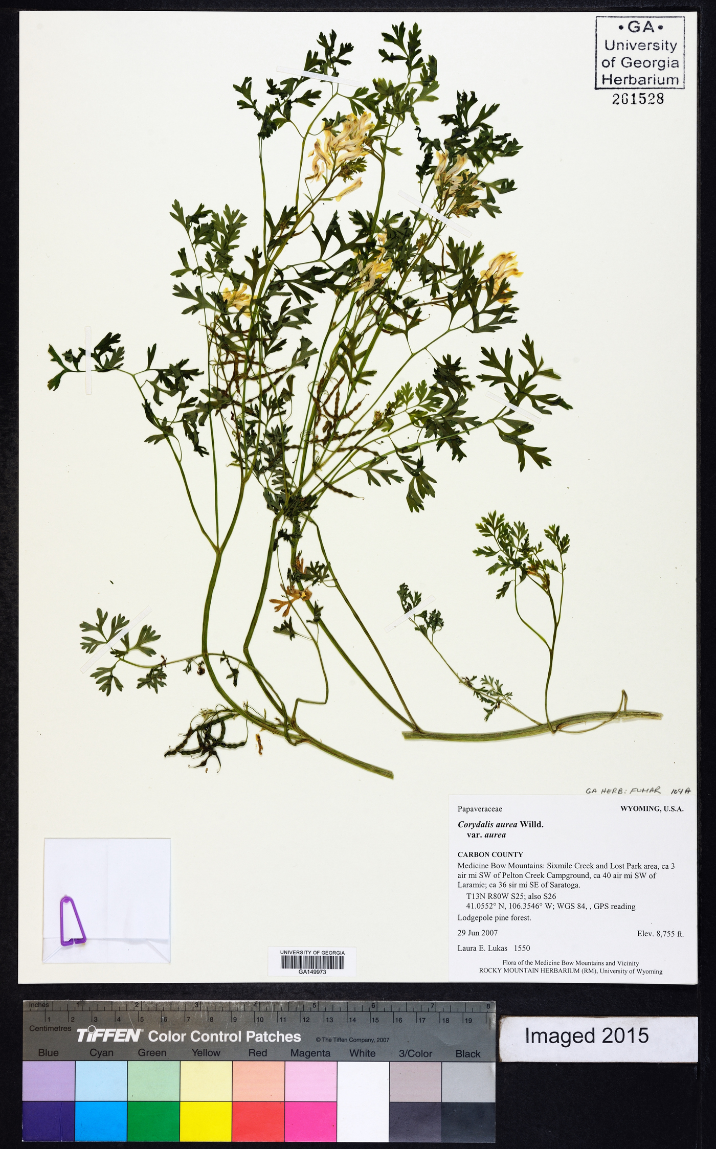 Corydalis aurea var. aurea image