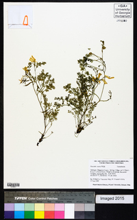 Corydalis aurea image