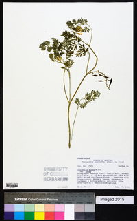 Corydalis aurea image