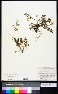 Corydalis aurea image