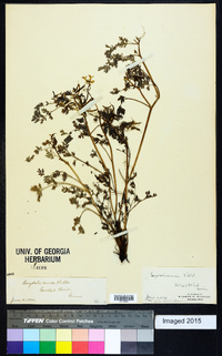 Corydalis aurea image