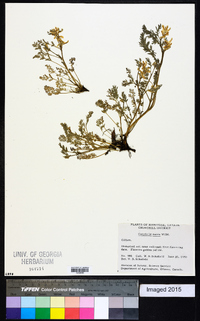 Corydalis aurea image