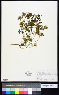 Corydalis aurea image