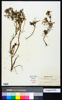 Corydalis aurea image