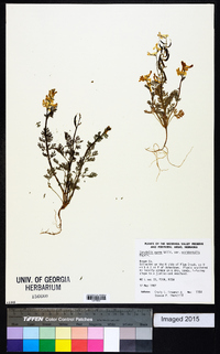 Corydalis aurea subsp. occidentalis image