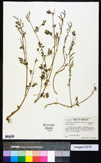 Corydalis campestris image