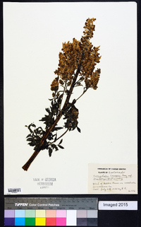 Corydalis caseana image