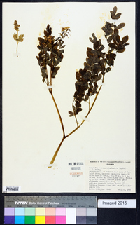 Corydalis caseana subsp. hastata image