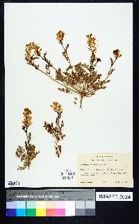 Corydalis crystallina image