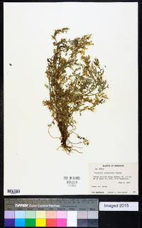 Corydalis crystallina image