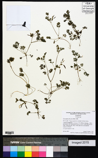 Corydalis flavula image