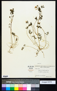 Corydalis flavula image