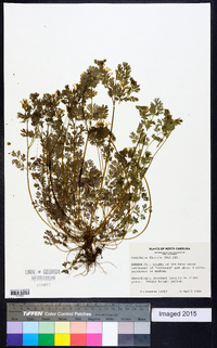 Corydalis flavula image