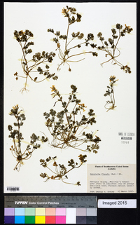 Corydalis flavula image