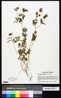 Corydalis flavula image