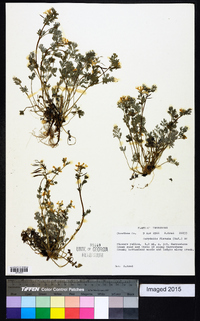 Corydalis flavula image