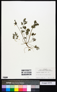 Corydalis flavula image