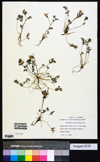 Corydalis flavula image