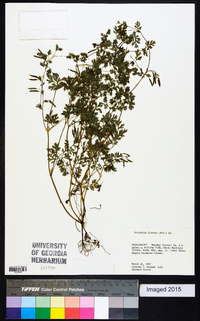 Corydalis flavula image