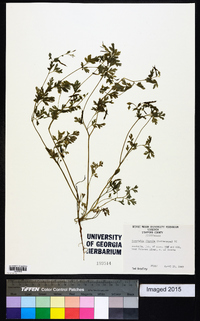 Corydalis flavula image