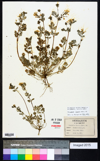 Corydalis flavula image