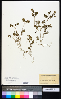 Corydalis flavula image