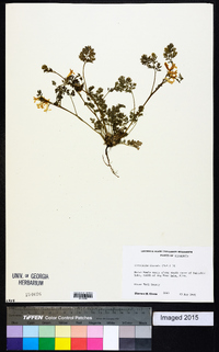 Corydalis flavula image