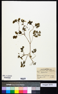 Corydalis flavula image