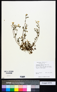 Corydalis flavula image