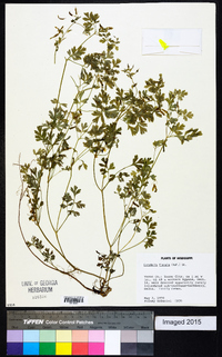 Corydalis flavula image