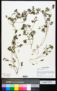 Corydalis flavula image