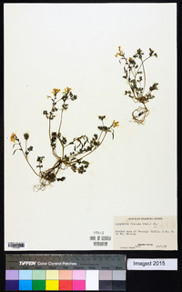 Corydalis flavula image