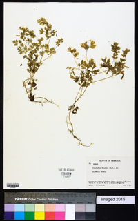 Corydalis flavula image