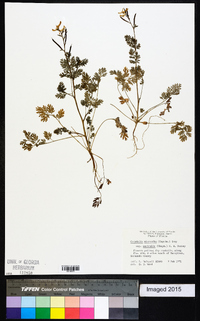 Corydalis micrantha subsp. micrantha image