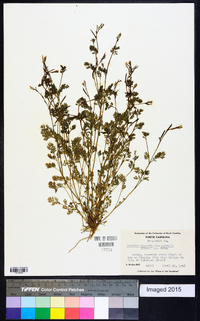 Corydalis micrantha image