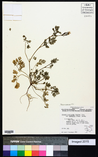 Corydalis micrantha image