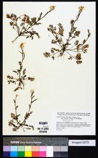 Corydalis micrantha image