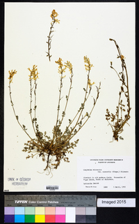 Corydalis micrantha image