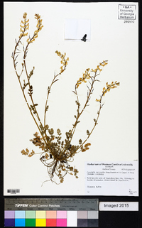 Corydalis micrantha image