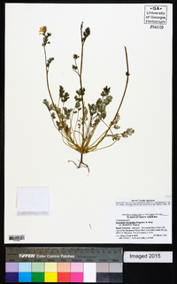 Corydalis micrantha image