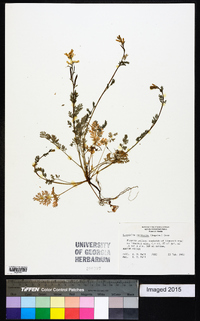 Corydalis micrantha image