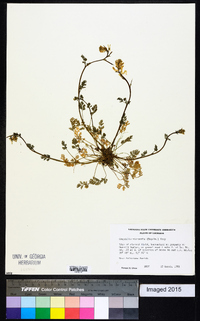 Corydalis micrantha image