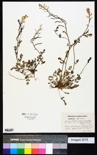 Corydalis micrantha image