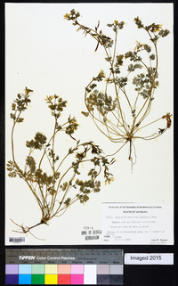 Corydalis micrantha image