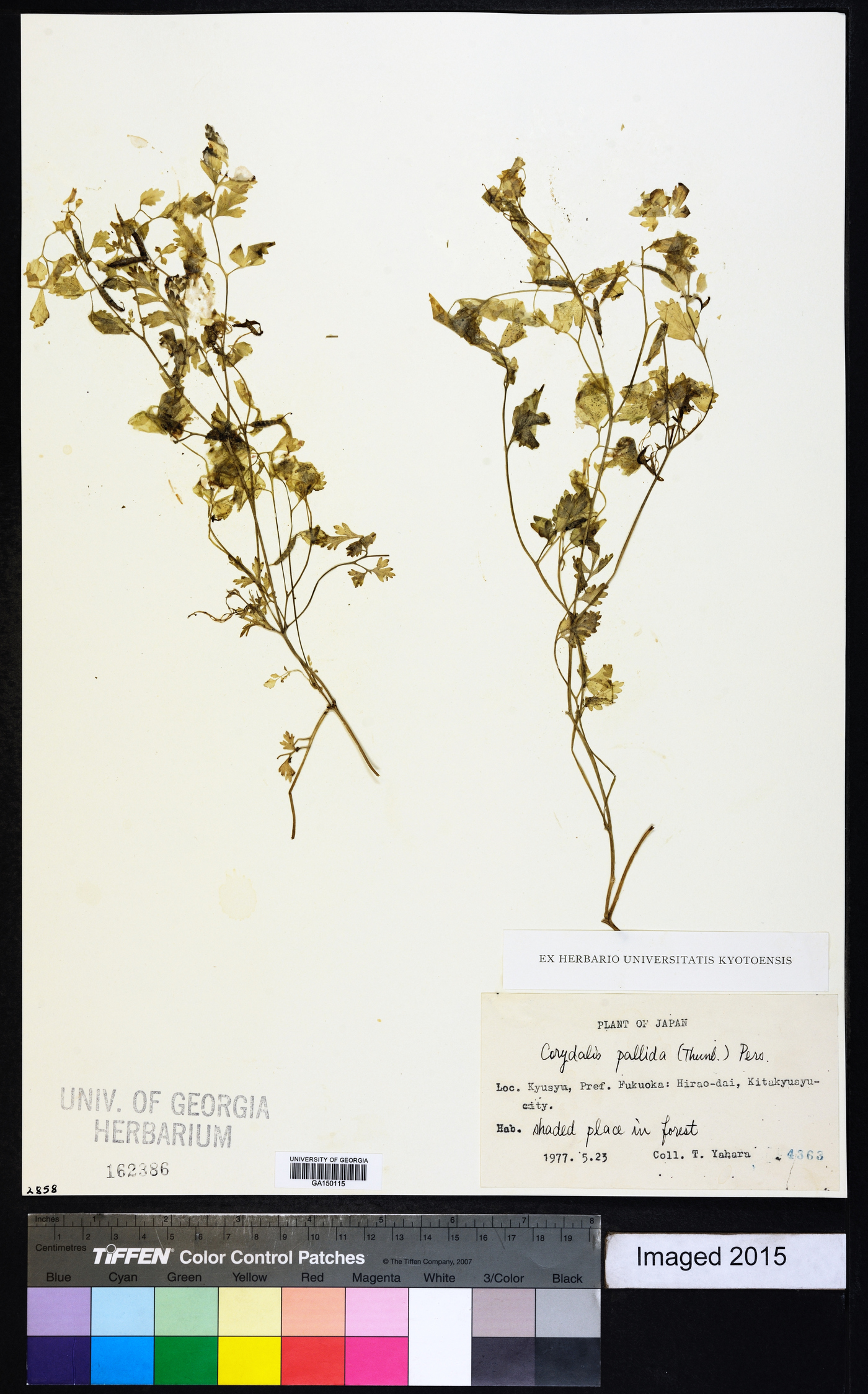 Corydalis pallida image