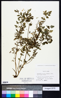 Corydalis pallida image